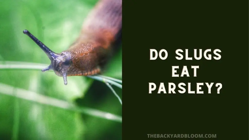 Do Slugs Eat Parsley?