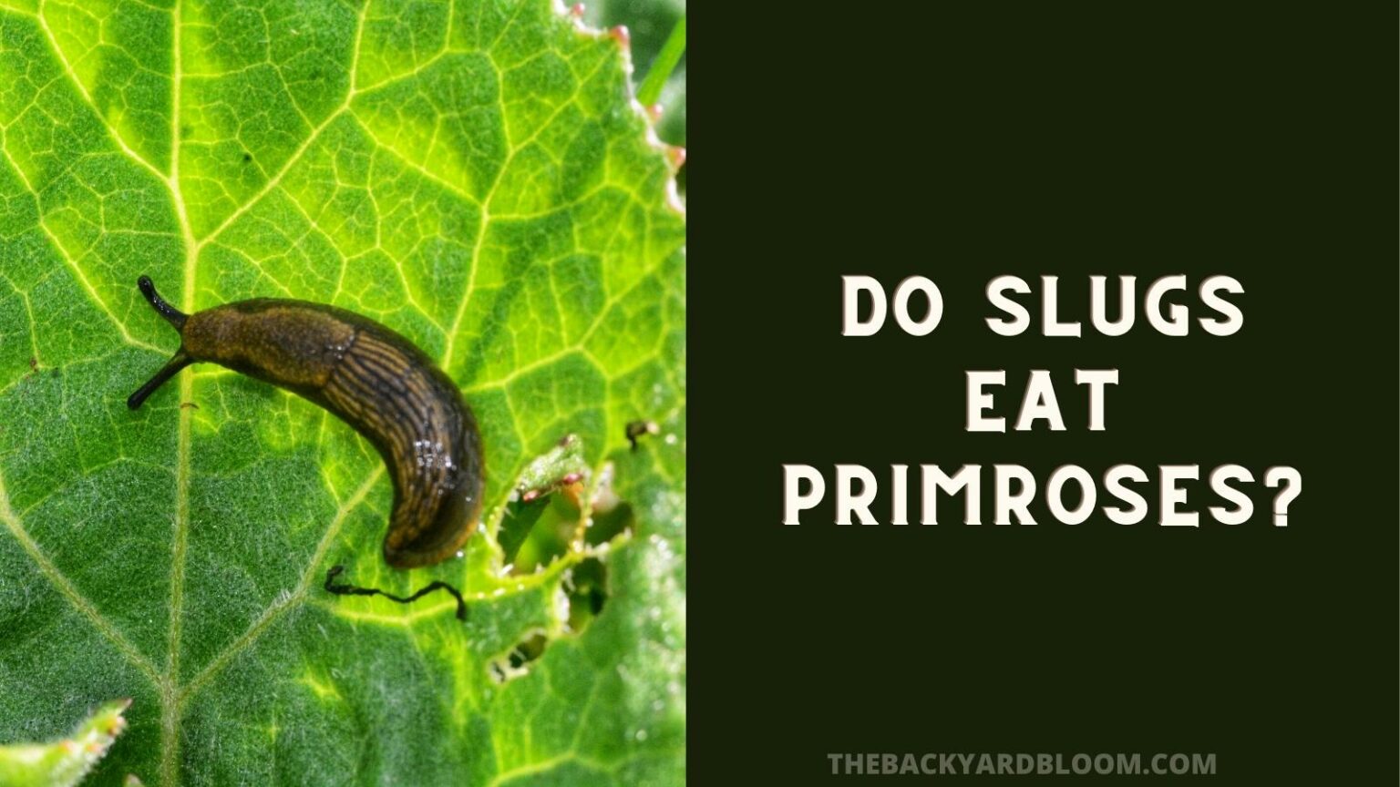 Do Slugs Eat Primroses? The Backyard Bloom